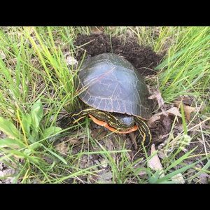 Meet your Posher, Laisha anne